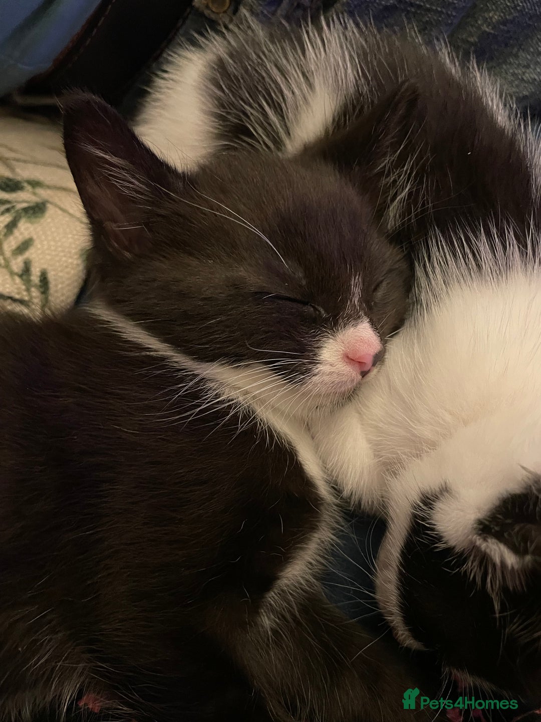 Mixed Breed cats for sale: Adorable kittens ready for  **   - Advert 8