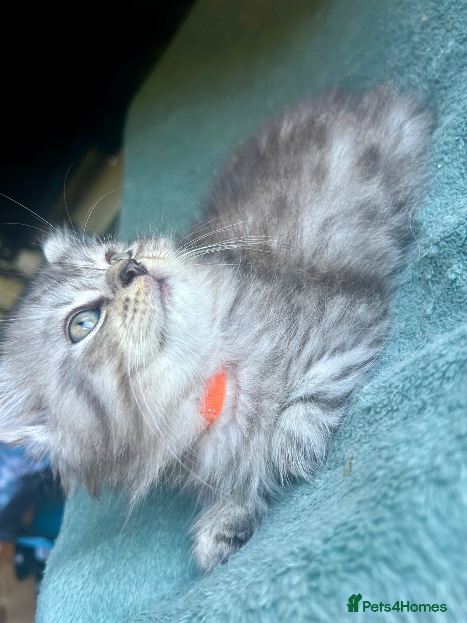 Persian cats Just 2 Cute Half Persian Kittens left  - Advert 1