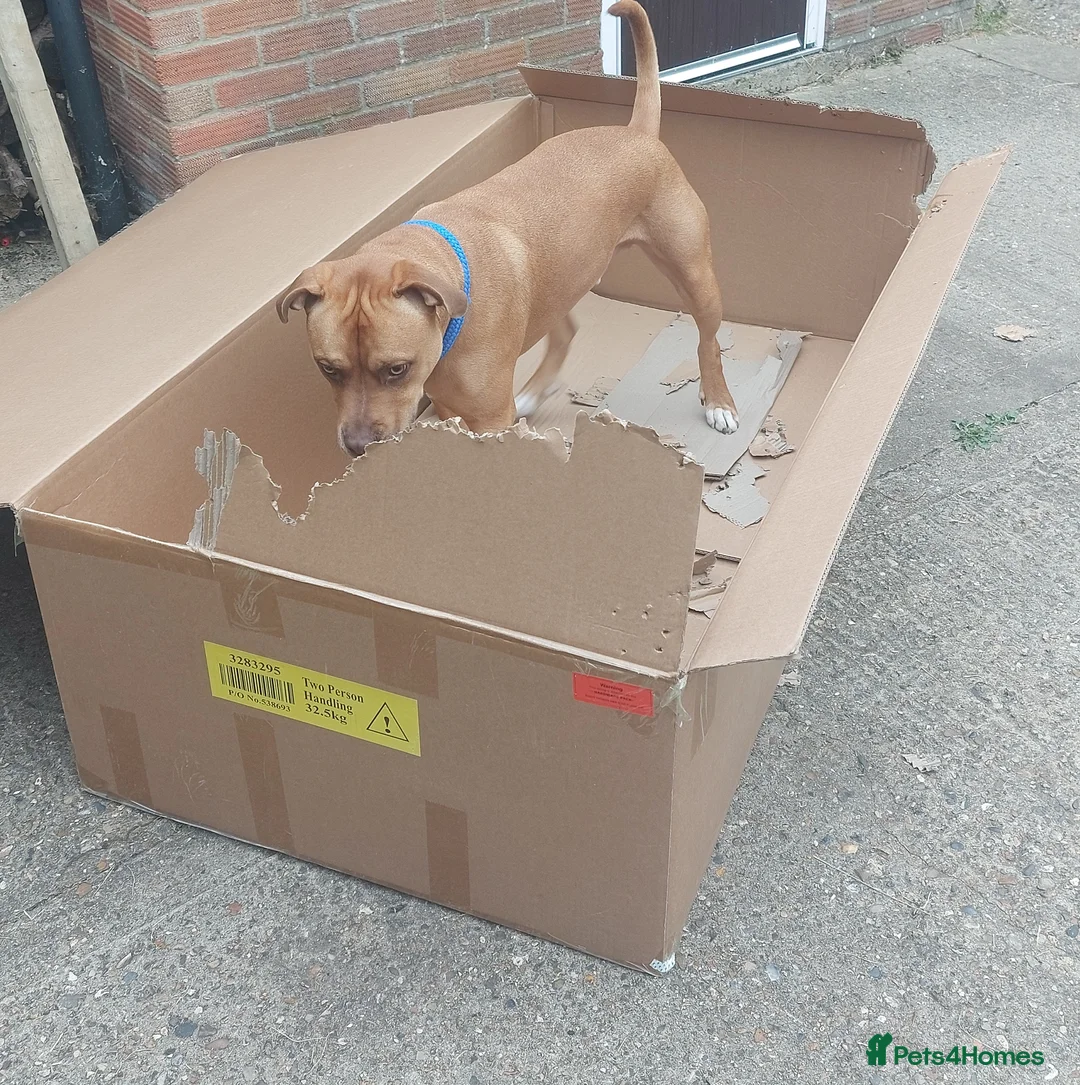 Mixed Breed dogs for sale: Staffordshire bull mastiff cross - Advert 2