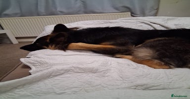 Mixed Breed dogs - Advert 5