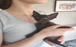 Oriental cats for sale: Oriental kittens - Image 6