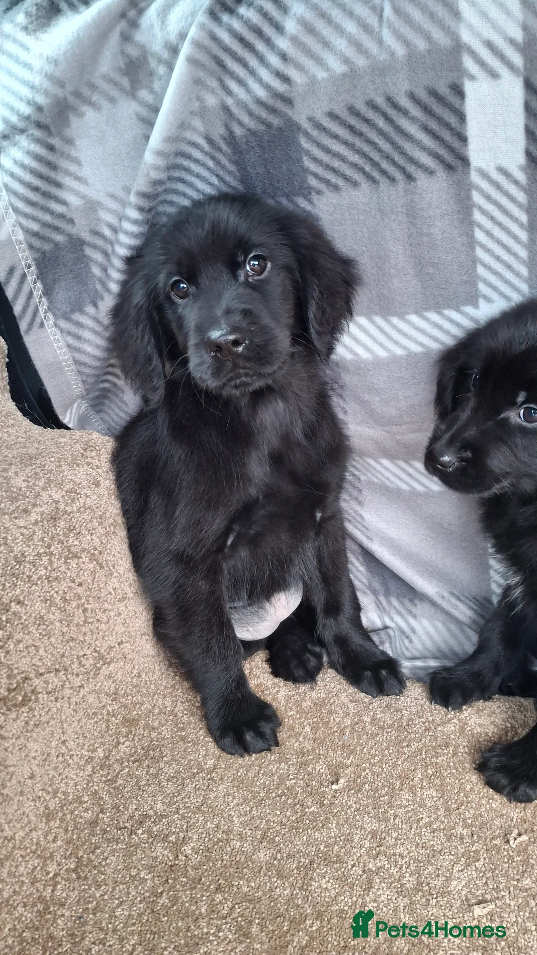 Mixed Breed dogs for sale: flat coated retriever x golden retriever puppies. - Advert 6