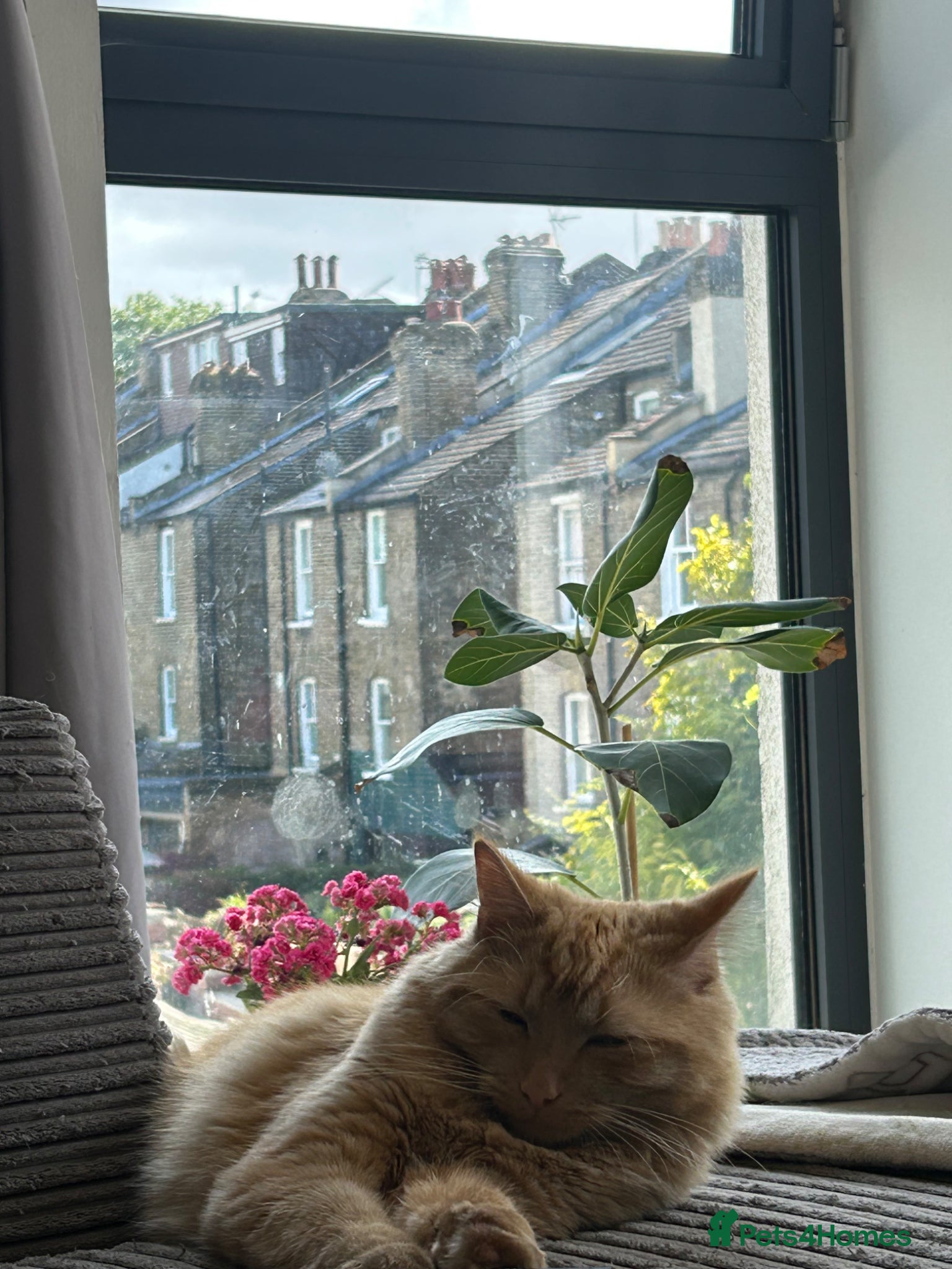 Mixed Breed cats for sale: Simba  - Advert 7