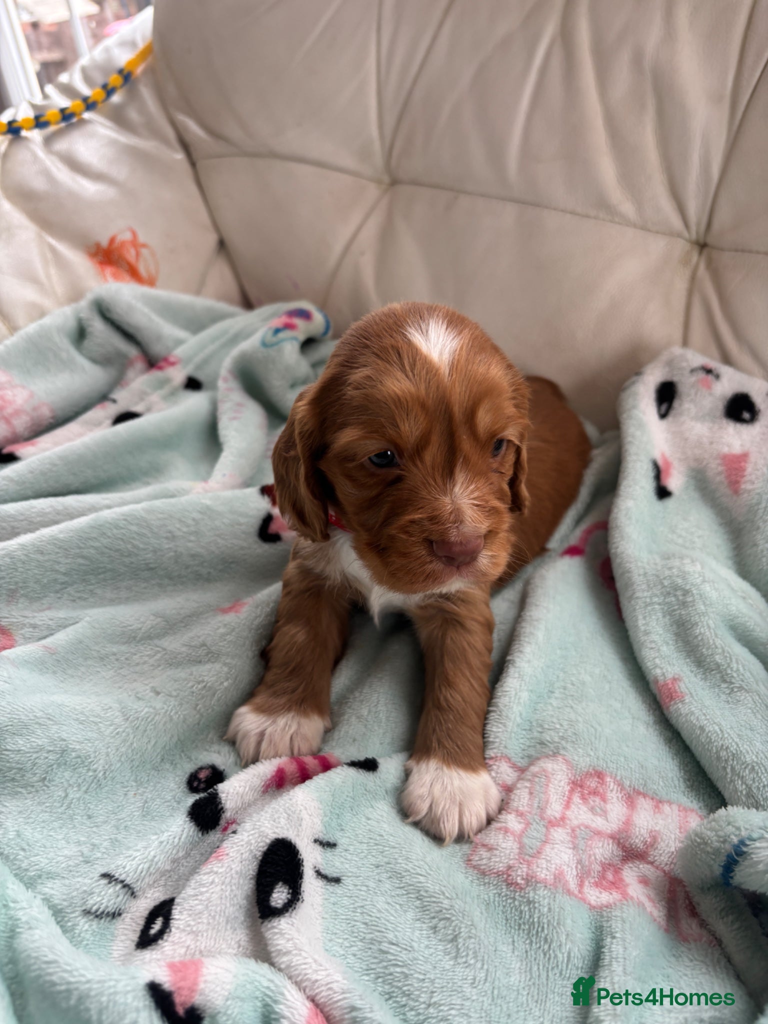 Cocker Spaniel dogs Stunning KC registered  - Advert 19