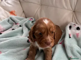 Cocker Spaniel dogs Stunning KC registered - Advert 19