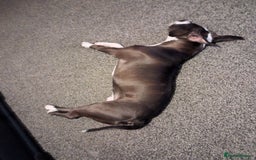 American Bull Staffy dogs for sale: Dodge  - Image 4