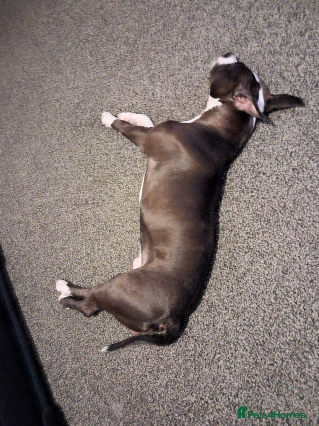 American Bull Staffy dogs for sale: Dodge  - Image 4