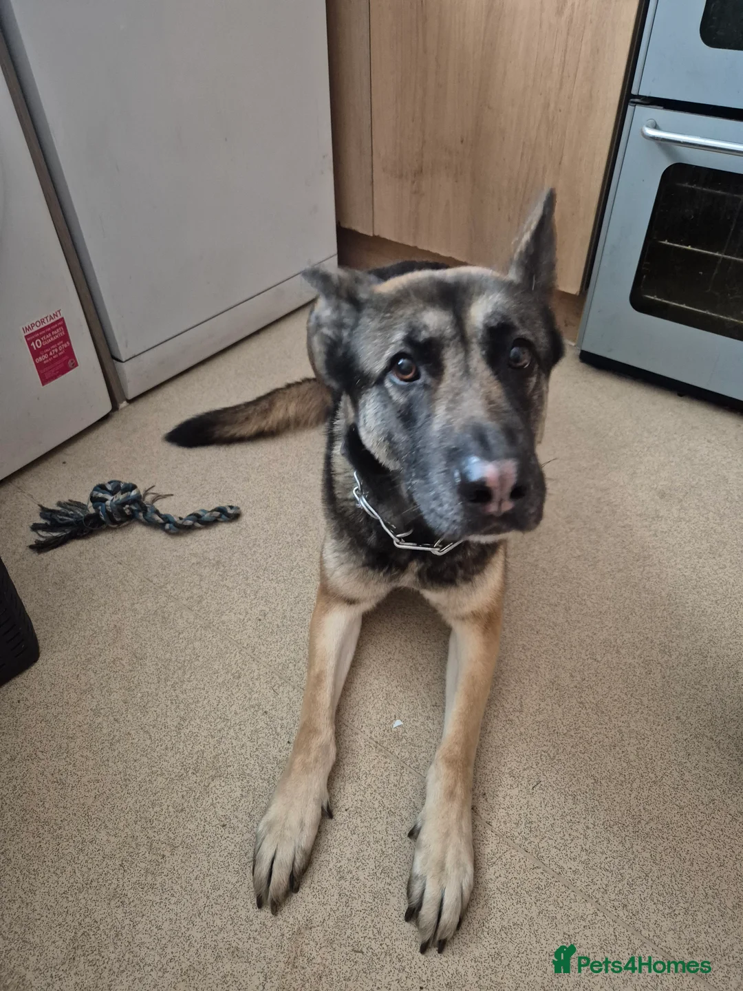 Mixed Breed dogs for sale: 3 year old German shepard  - Advert 4