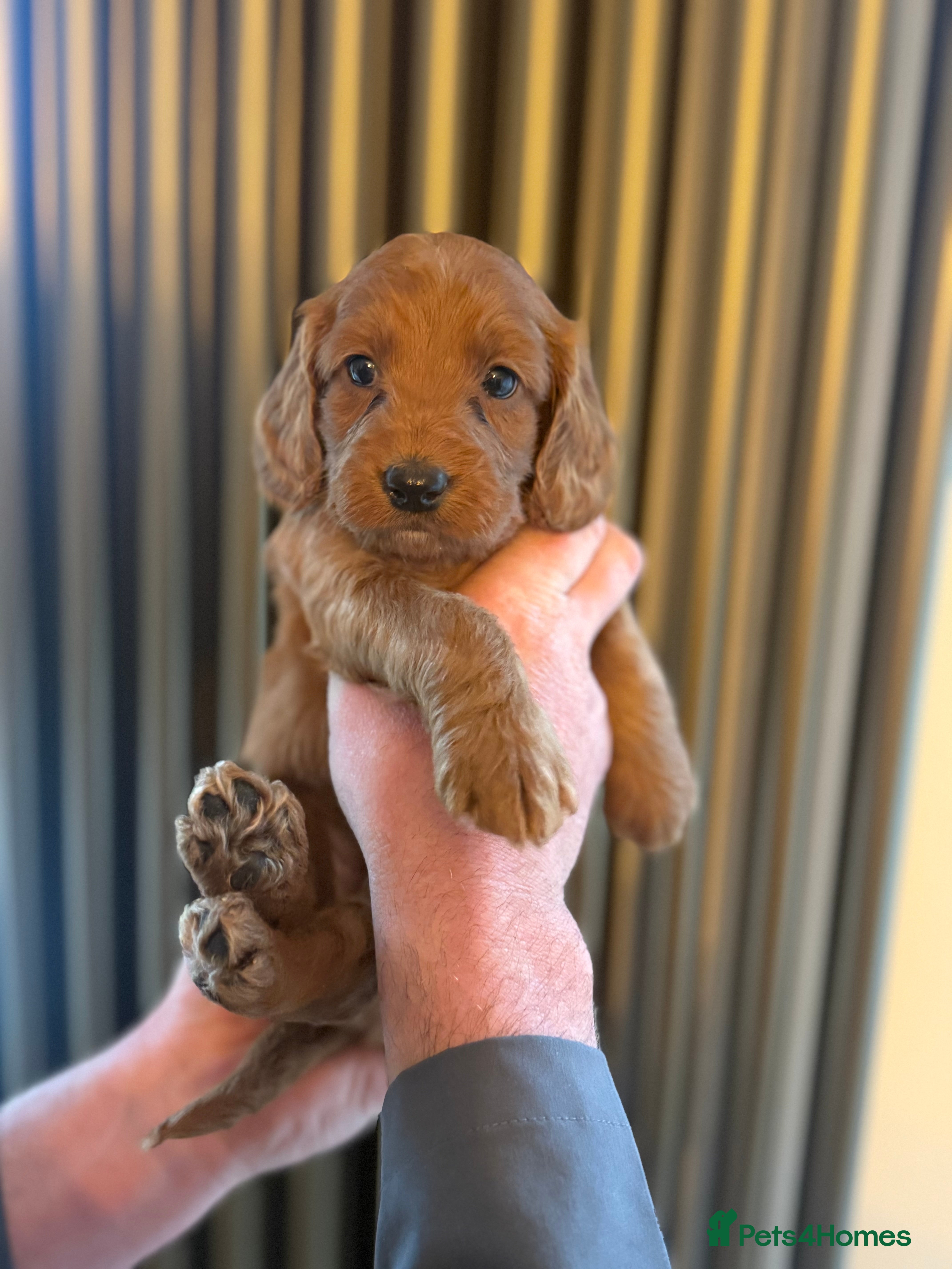 Cockapoo dogs 7 Golden Cockapoo girls - Advert 1