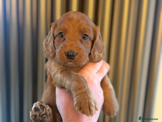 Cockapoo dogs 7 Golden Cockapoo girls - Advert 1