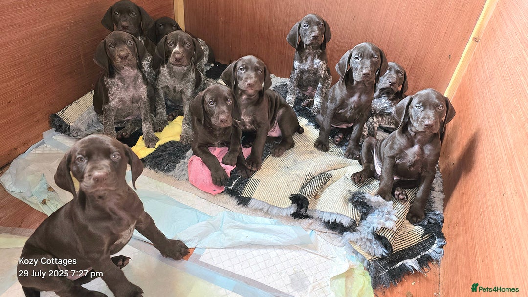 German Shorthaired Pointer dogs for sale: German shorthaired pointer Puppies  - Image 2