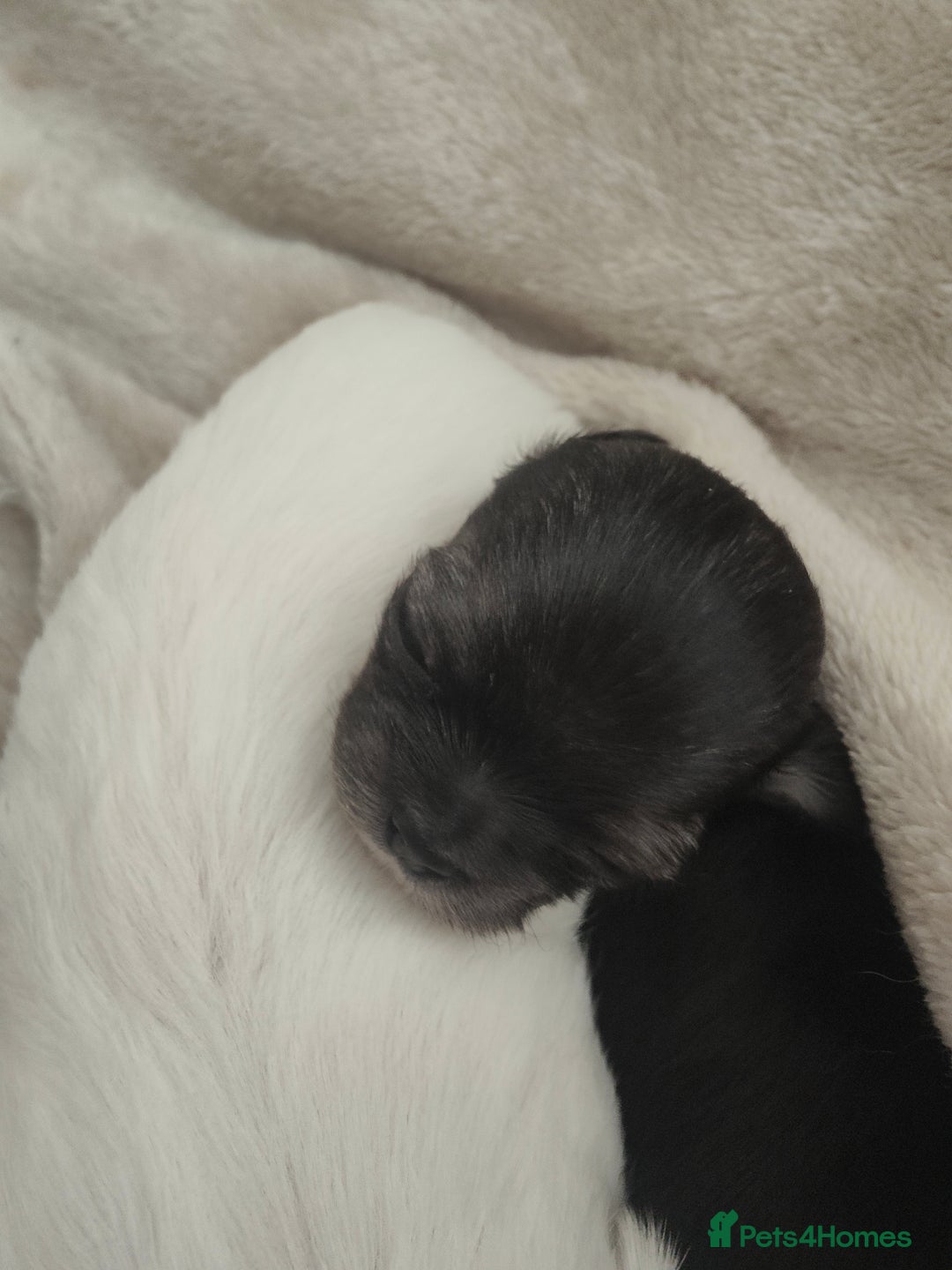 Chihuahua dogs for sale: 🪻 Beautiful Chihuahua Puppies 🪻 - Advert 8