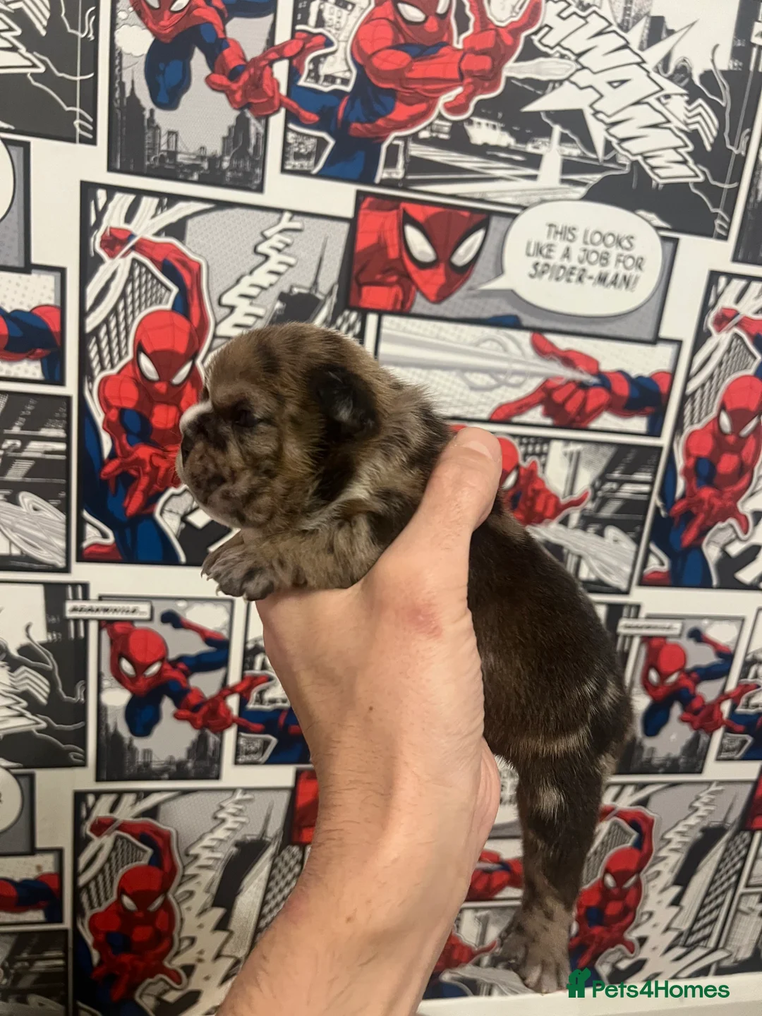 English Bulldog dogs for sale: English bulldog - Advert 3