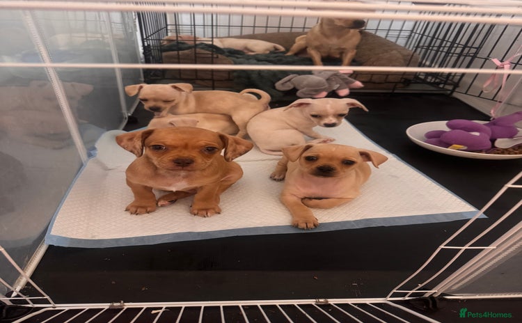 Chiweenie dogs chiweenie (dachshund x chihuahua) puppies - Advert 3