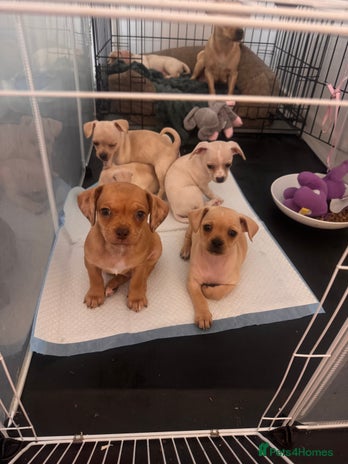 Chiweenie dogs chiweenie (dachshund x chihuahua) puppies - Advert 3