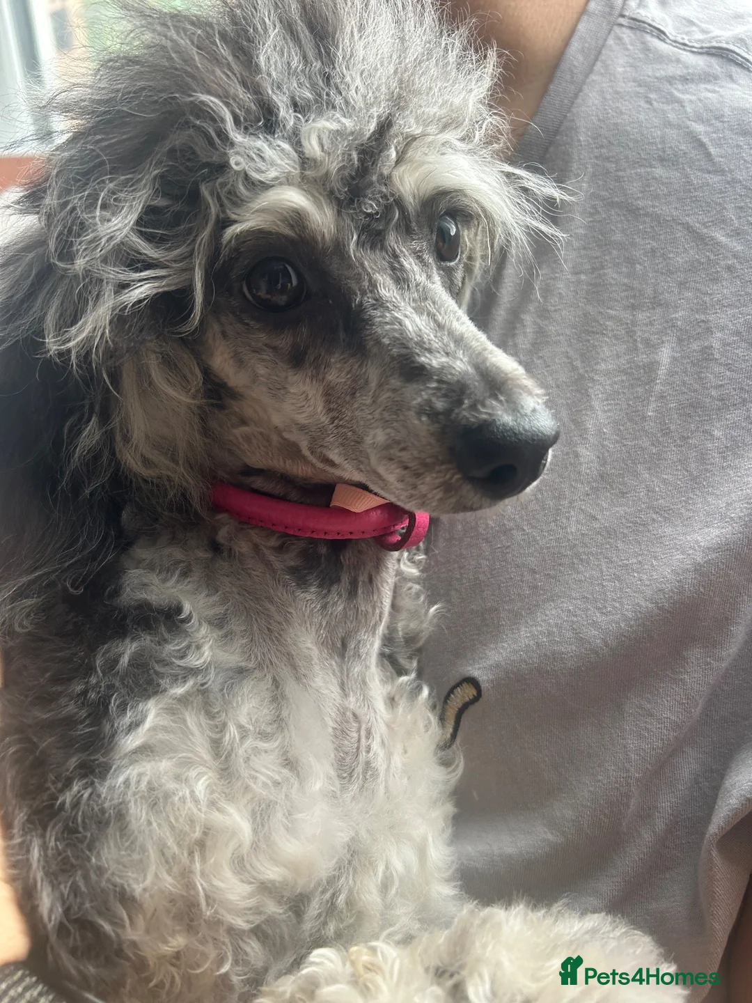 Miniature Poodle dogs for sale: Silver Merle small sized miniature female poodle in Newton Abbot - Advert 2