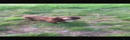 English Springer Spaniel dogs for sale: 9 month springer  - Advert 2