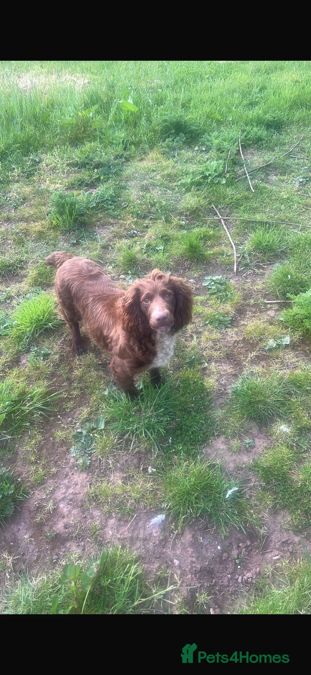English Springer Spaniel dogs for sale: 9 month springer  - Advert 2