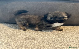 Zuchon dogs for sale: Shihzu x Bichon x Westie - Image 17