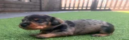 Mixed Breed dogs for sale: Beautiful miniature Schnoxie - Advert 17