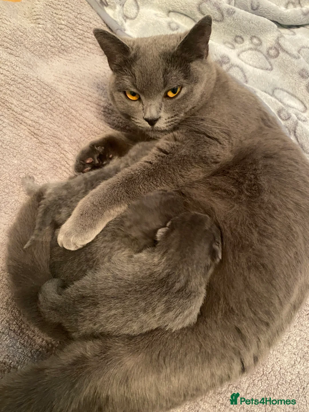 British Shorthair cats for sale: Gorgeous British Blue Boys - Advert 2