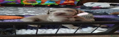 Weimaraner 3