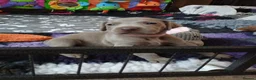 Weimaraner dogs for sale:  Beautiful KC Reg Puppies. Parents hip scored.  - Advert 37