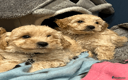 Cavapoochon dogs for sale: Cavapoochon puppies ready for new forever home💕 - Advert 14