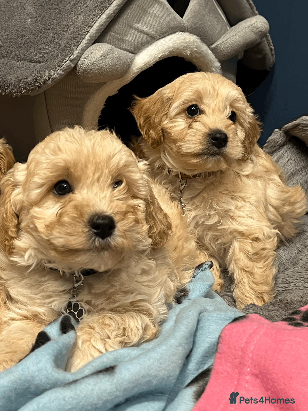 Cavapoochon dogs for sale: Cavapoochon puppies ready for new forever home💕 - Advert 14