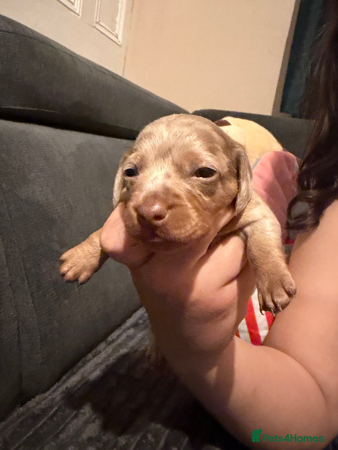 Miniature Dachshund dogs for sale: 🐾 Miniature Dachshund Puppies KC Registered  - Advert 32