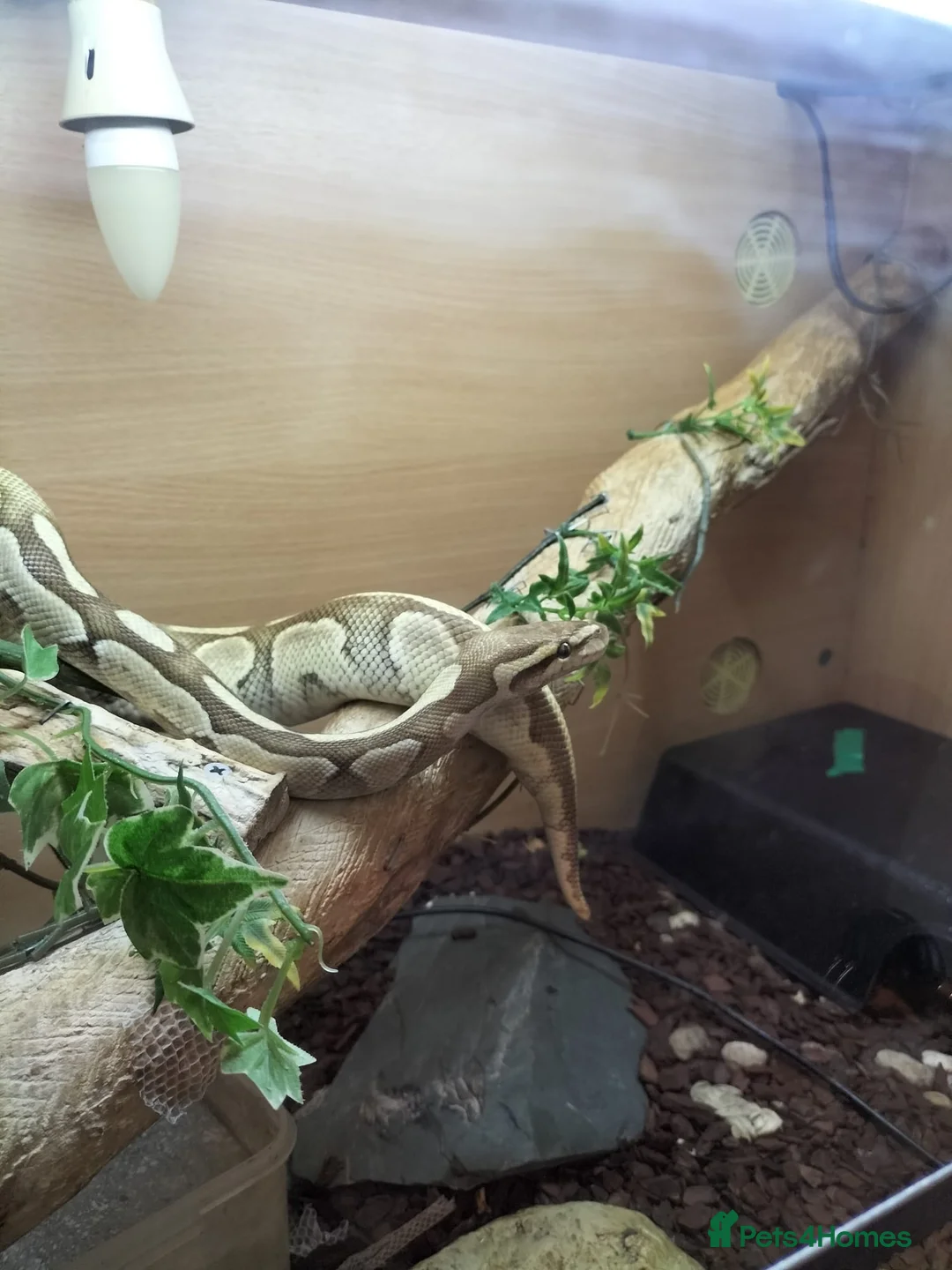 Python Snake reptiles for sale: Ball python - Advert 4