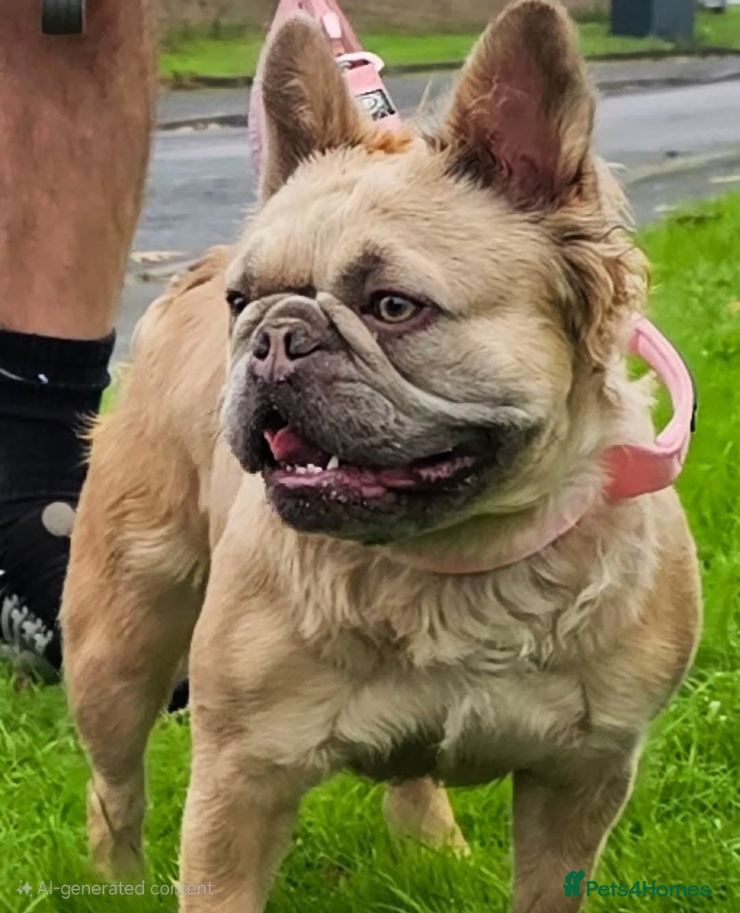 French Bulldog dogs for sale: French Bulldog Female - Image 5