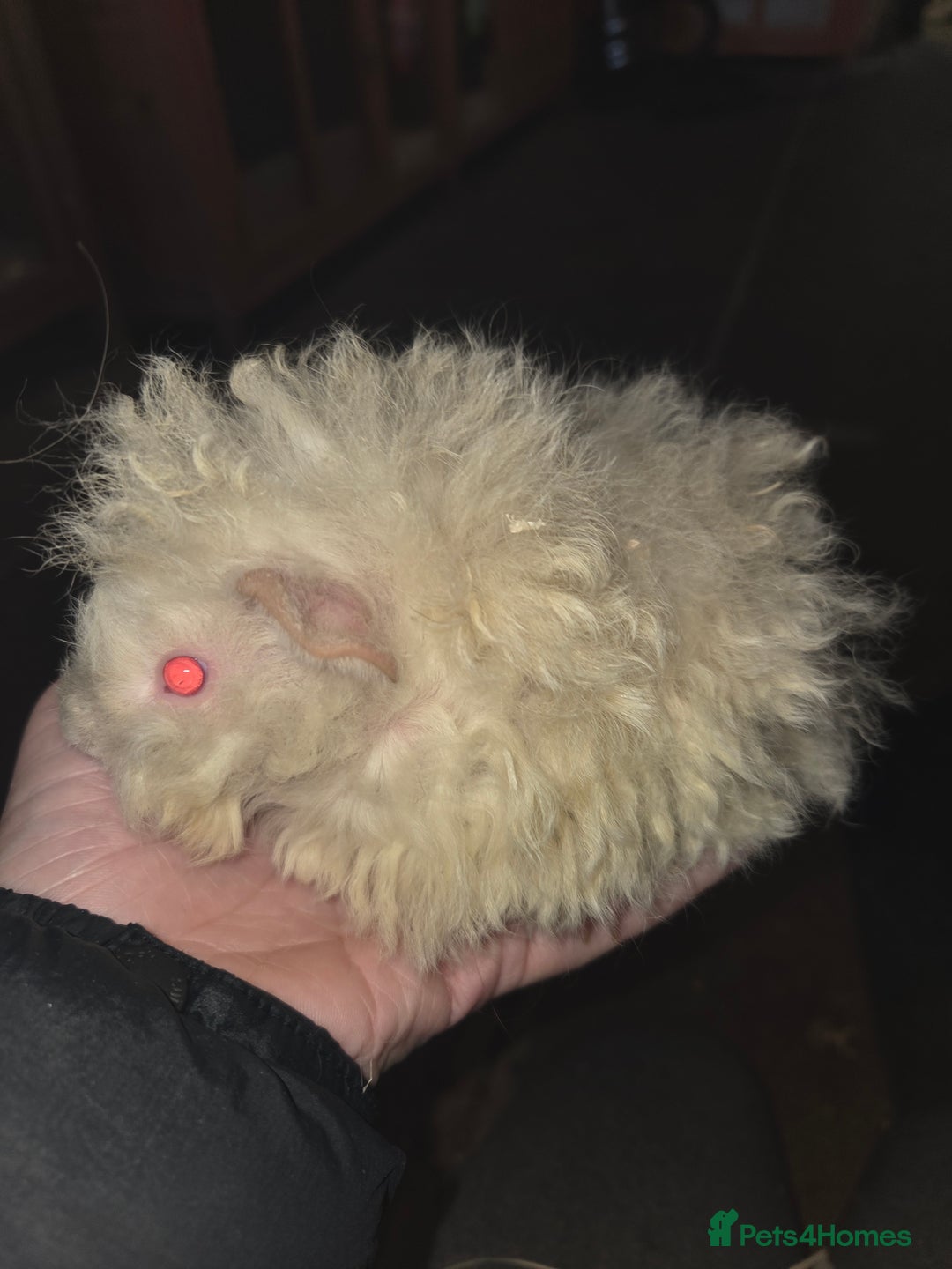 Guinea Pig rodents for sale: Baby guinea pigs - Advert 18