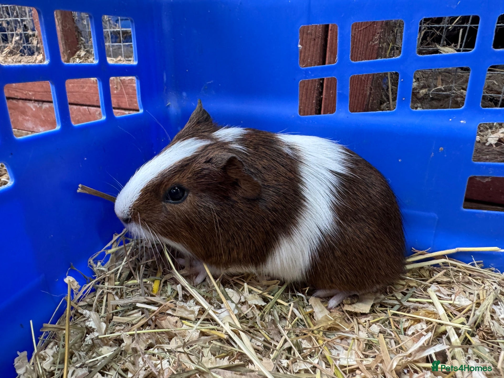 Guinea Pig rodents Guinea pigs for sale - Advert 11