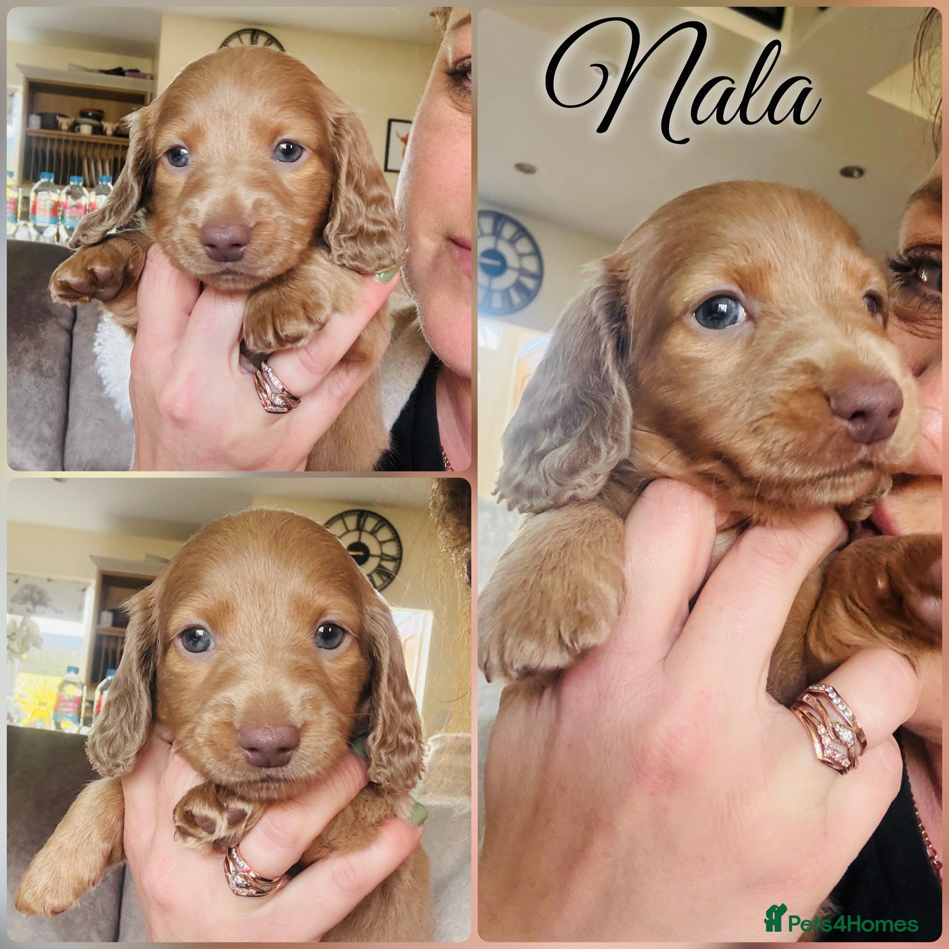 Miniature Dachshund dogs KC registered Miniature Dachshund One Left - Advert 15