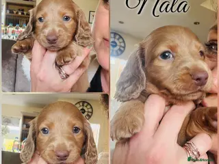 Miniature Dachshund dogs KC registered Miniature Dachshund One Left - Advert 15