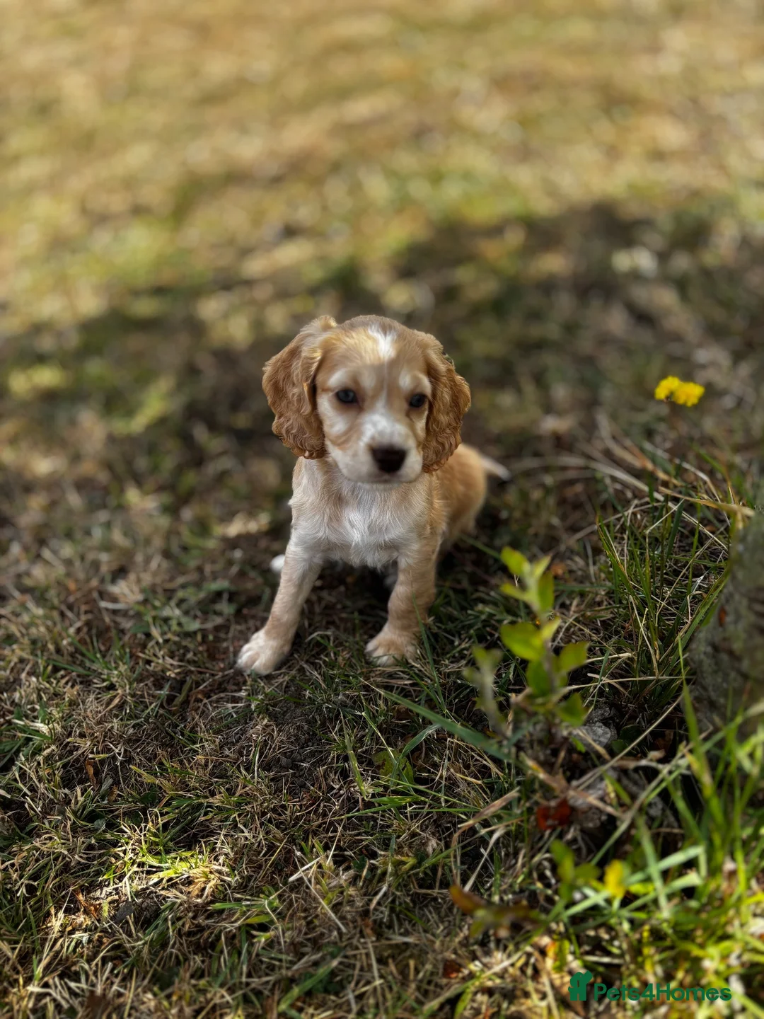 Cocker Spaniel dogs for sale: Cocker spaniel puppy’s  - Advert 2