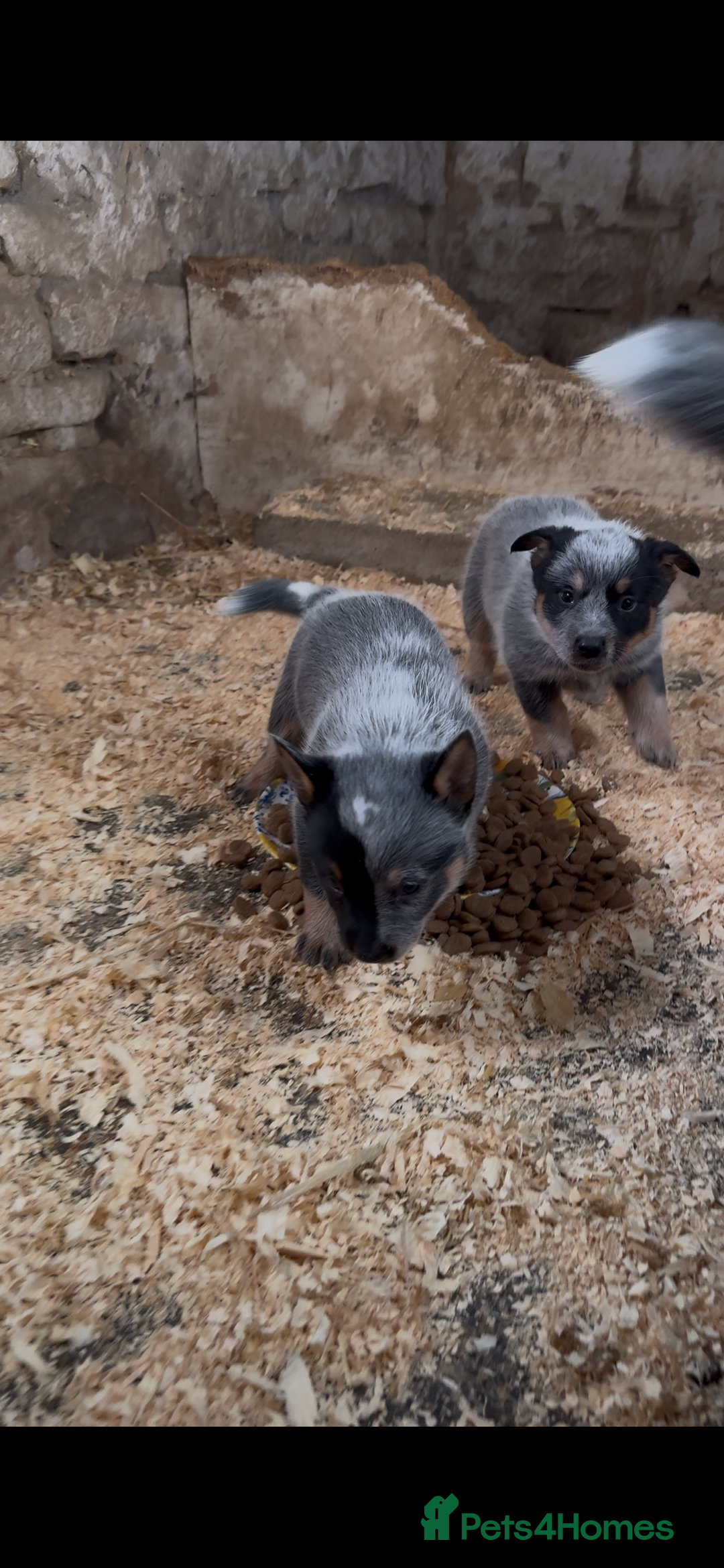 Australian Cattle Dog dogs for sale: Australian cattle dog puppies Blue Heelers  - Image 4