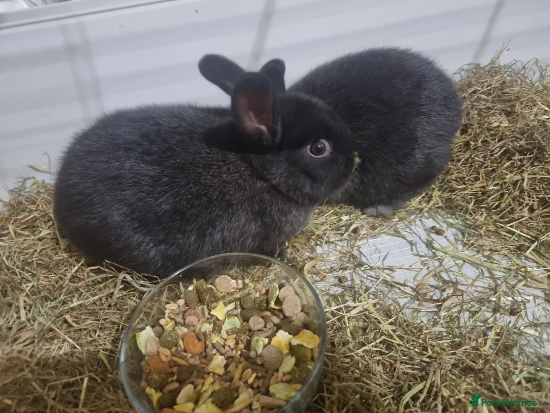 Mixed Breed rabbits for sale: 2 baby rabbits available  - Advert 3
