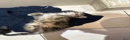 Mixed Breed cats for sale: Mix maincoon kittens - Advert 12