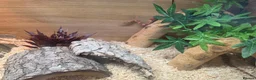 Corn Snake reptiles for sale: 2 cornsnakes full setup  in Ashton-under-Lyne - Advert 14