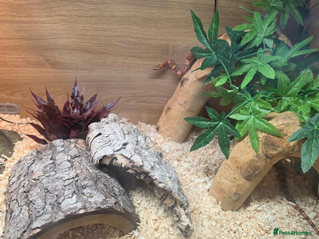 Corn Snake reptiles for sale: 2 cornsnakes full setup  in Ashton-under-Lyne - Advert 14