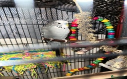 Budgerigars birds for sale: 3 Male budgies for sale - Image 2