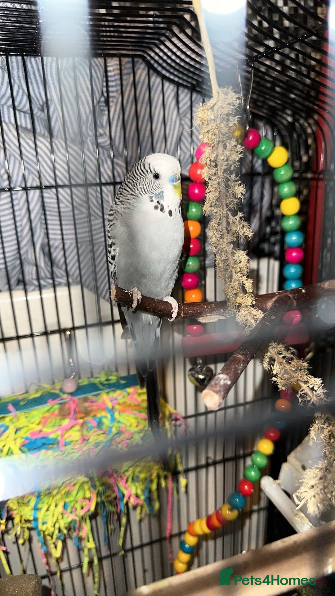 Budgerigars birds for sale: 3 Male budgies for sale - Image 2