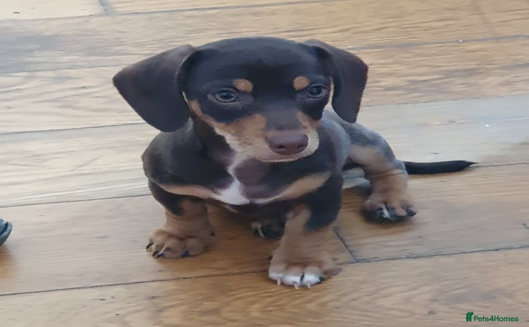 Miniature Dachshund dogs - Advert 4