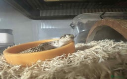 Snake reptiles for sale: Western Hognose Snake - Image 4