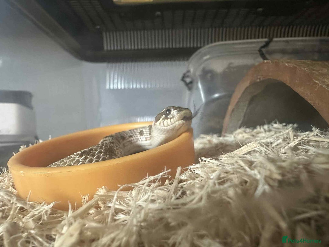Snake reptiles for sale: Western Hognose Snake - Image 4