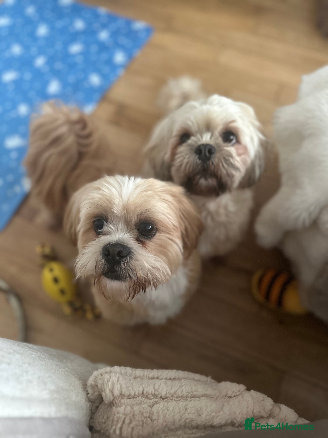 Lhasa Apso dogs for sale: Full Pedigree KC REG LHASA APSO PUPPIES !!! - Image 11
