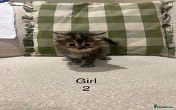 Mixed Breed cats for sale: Beautiful mixed part Siamese kittens  - Image 5