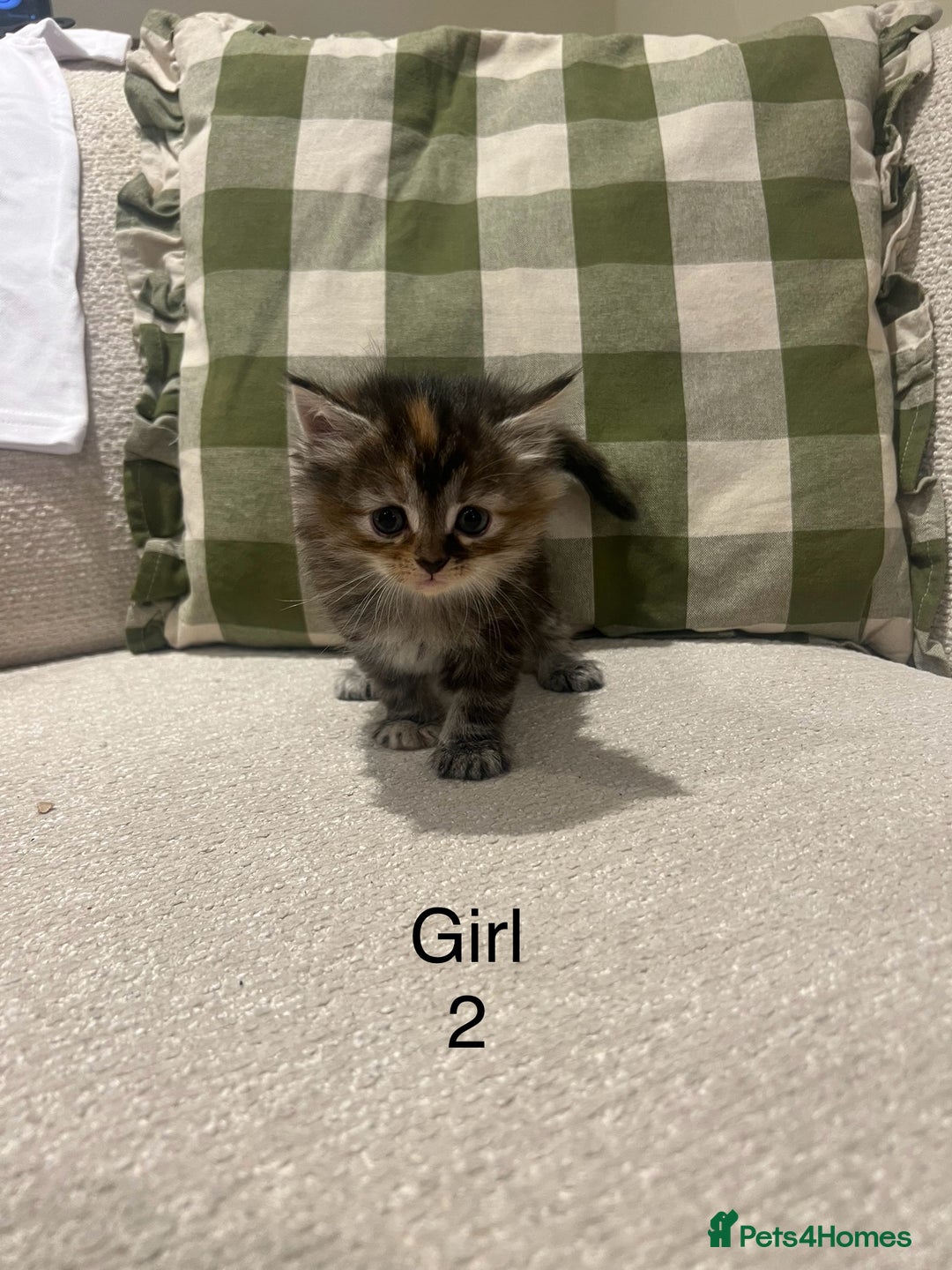 Mixed Breed cats for sale: Beautiful mixed part Siamese kittens  - Image 5